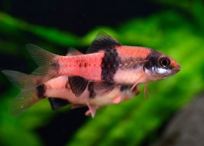Melon Barb