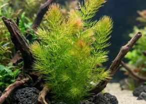 Common Hornwort 