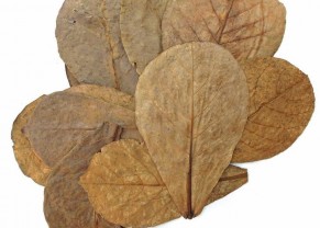 Catappa leaves (10 units - 8-10inches)