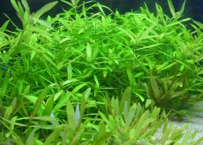 Dwarf Hygrophila
