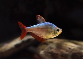 Colombian Tetra