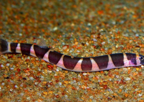 Kuhli Loach