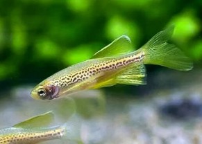 Leopard Hi-Fin Danio