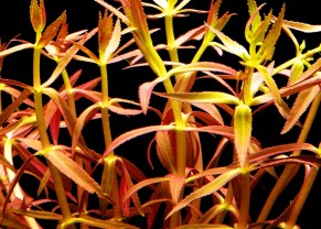 Limnophila aromatica