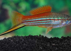 Neon Swordtail XL