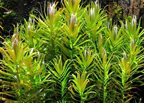 Nesaea Pedicellata