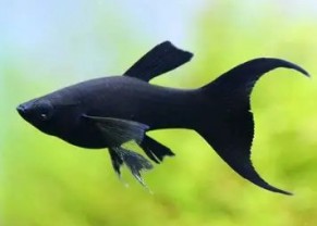 Black molly lyretail