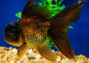 Black Oranda Goldfish