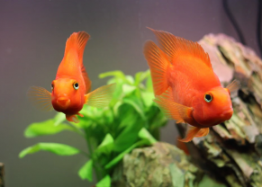 Parrot cichlid 
