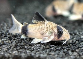 Panda Cory