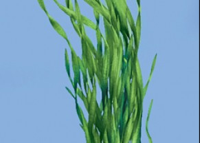 Vallisnerie Americana var. Biwaensis