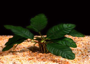 Coffee Anubias