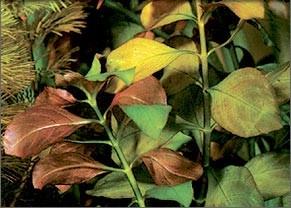 Ludwigia Repens "Broad"