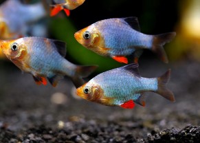 Platinum Green Barb