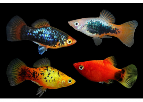 Assorted Platys