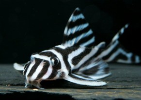 Zebra Pleco L46 2cm