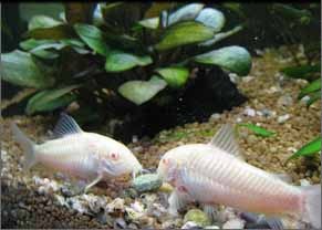 Albino Cory