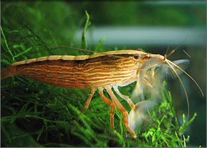 Fan shrimp