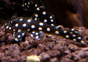 Big White Spot Pleco