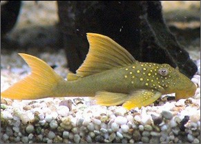 Green Phantom Pleco L200