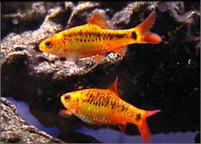 Golden barb