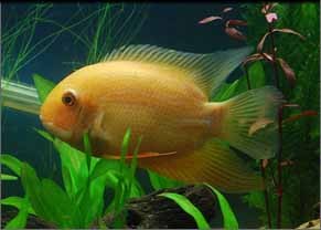 Gold severum