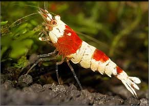 Crystal red shrimp
