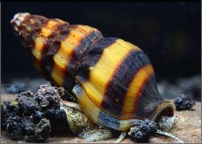 Assassin snail