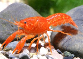 Orange Dwarf Mexican Crayfish