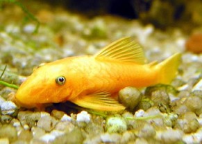 Ancistrus Gold