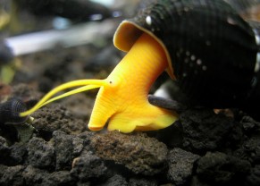 Rabbit Snail