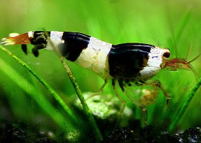 Crystal black shrimp