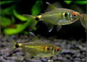 Head-and-Tail Light Tetra