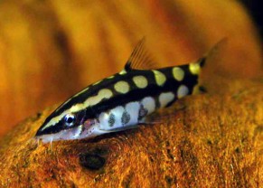 Dwarf Loach