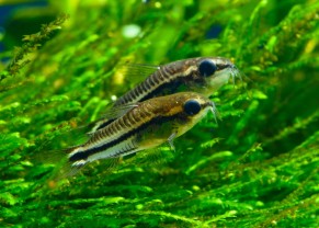dwarf cory