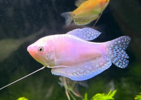 Platinum Gourami