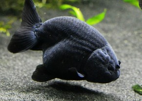 Black Ranchu 