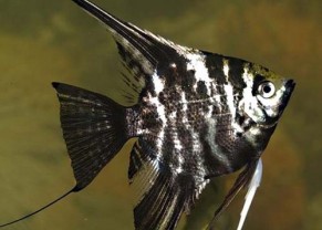 Angelfish "Marble"