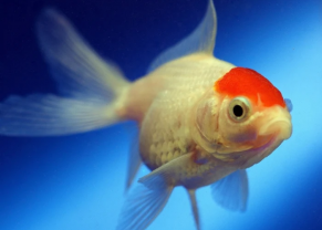 Red Cap Fantail Goldfish