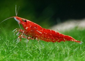 Sakura Shrimp