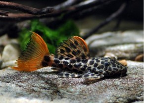 Pleco Cactus Léopard L114