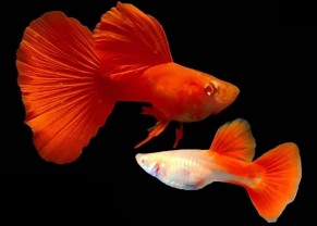 Red Albino Guppy