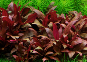 Alternanthera reineckii 'Mini' 1-2-Grow