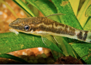 Otocinclus
