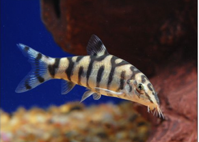Pakistani Loach