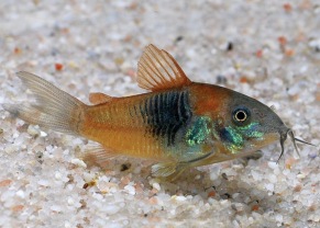 Venezuela Corydoras