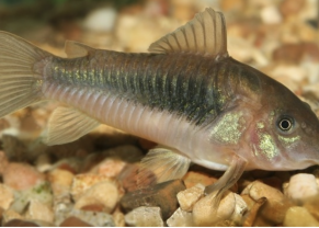 Gold green cory