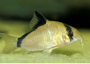 Bandit Corydoras