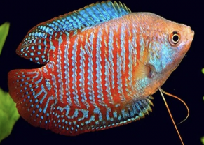 Dwarf Gourami