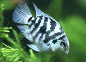 Tiger blue Parrot cichlid 